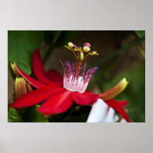 Belleza enarbolada poster