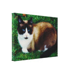 Belleza felina impresiones en lona estiradas