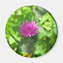 Belleza humilde imán