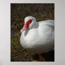 Belleza la gallina de Muscovy Posters