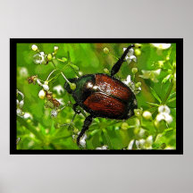 Belleza malvada posters