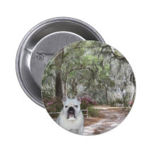 Belleza meridional pin