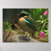 Belleza minúscula posters