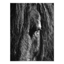 Belleza negra - ampliación de la foto