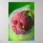Belleza Poster