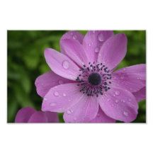 Belleza púrpura cojinete