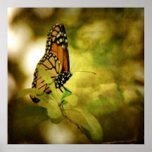 Belleza real impresiones