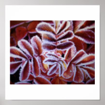 belleza roja posters
