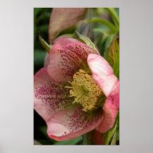 belleza singular posters
