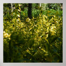 belleza verde poster