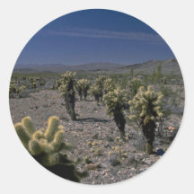 Bellezas en un desierto pegatinas  