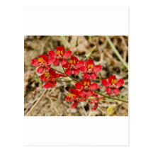 Bellezas rojas tarjeta postal