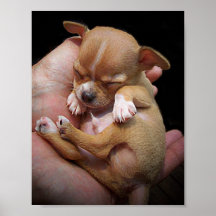 Bendición del perrito de la chihuahua impresiones