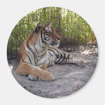 Bengala Tiger-001 Imanes Para Frigoríficos