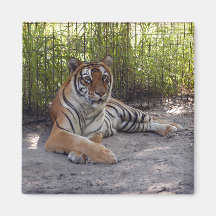 Bengala Tiger-002 Imán