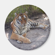 Bengala Tiger-003 Imanes Para Frigoríficos
