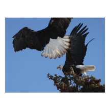 BEOAT Eagles calvo en una copa Arte Con Fotos