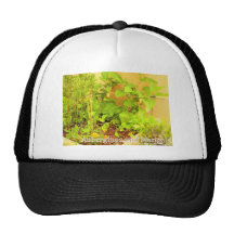 Berenjenas y maravilla gorros bordados