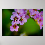 Bergenia • Poster