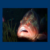 Beso de los pescados posters