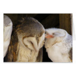 Besos del búho tarjetón