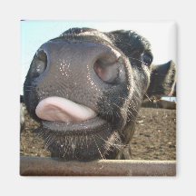 BESOS DEL MOO IMÁN