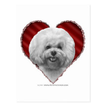 Bichon con el corazón tarjeta postal
