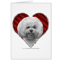 Bichon con el corazón tarjetas