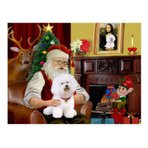 Bichon de Santa Frise (#1) Postales