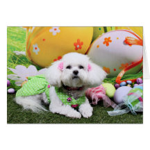BichonFrise-Mia-Bosten-37.png Tarjeta