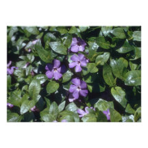 Bígaro, (flores del menor del Vinca) Invitación