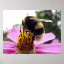 Bipinnatus del cosmos posters