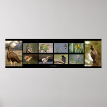 Birds maqueta posters