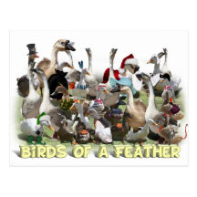 Birds of a Feather Postal