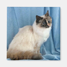 Birman, punto del tortie del sello imán