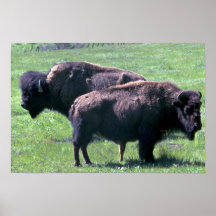 Bisonte americano dos poster