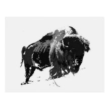 Bisonte/búfalo negros y blancos postal