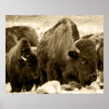 Bisonte de Brown Poster