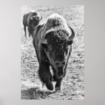 Bisonte de los llanos poster