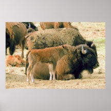 Bisonte joven y viejo poster