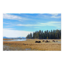 Bisonte por el río Yellowstone Fotografias