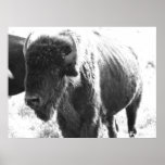 Bisonte Poster