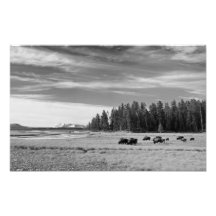 Bisonte que pasta en Yellowstone blanco y negro Impresion Fotografica