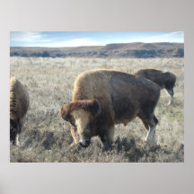 Bisonte rubio posters