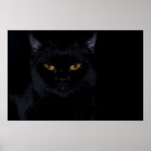 Black Cat Impresiones