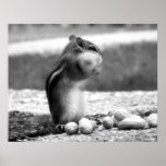 Black&white del Chipmunk - impresión Posters