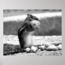 Black&white del Chipmunk - impresión Posters