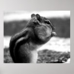 Black&white del Chipmunk - impresión Poster