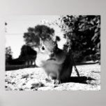 Black&white del Chipmunk - impresión Impresiones