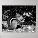 Black&white del Chipmunk - impresión Impresiones